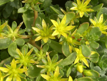 Obrzok (7)