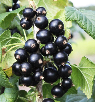 Zwerg-Johannisbeere �LITTLE BLACK SUGAR�� 15-20 cm, Cont. 2 l