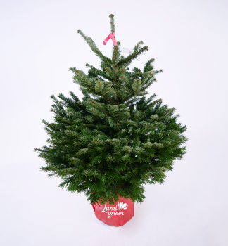 Nordmann-Tanne im Topf EXCELENT, 60-80 cm, Cont. 10 l
