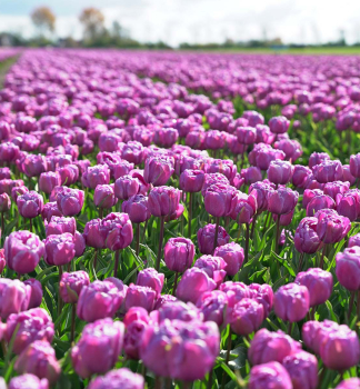 Tulpe �BLUE DIAMOND�, Cont. 0,5 l