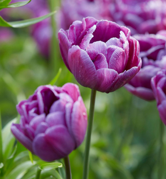 Tulpe BLUE DIAMOND Packungsinhalt 5 St.