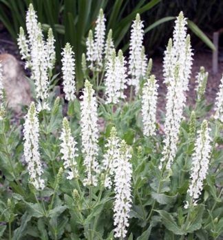 Steppen-Salbei 'MARLEAU WHITE' Cont. 0,5 l
