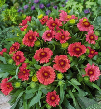 Kokardenblume MESSA RED Cont. 0,5 l