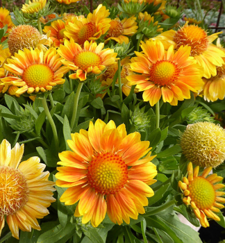 Kokardenblume MESSA PEACH Cont. 0,5 l