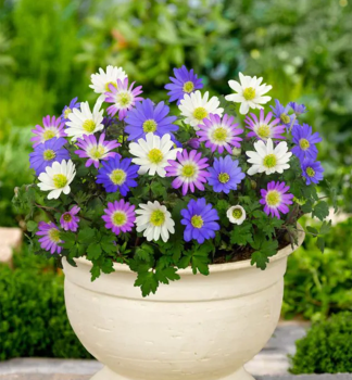 Anemone (BLANDA) Mischung, Packungsinhalt 10 St.