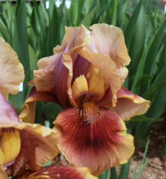 Hohe Bart-Schwertlilie 'OKLAHOMA BANDIT', Cont. 1 l