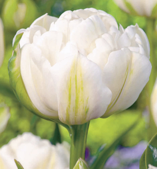 Tulpe MOUNT TACOMA 5 Stck in einer Packung