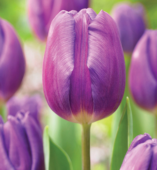 Tulpe PURPLE FLAG, Packungsinhalt 5 St.