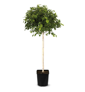 Hnge-Birke MAGICAL GLOBE auf Stamm 100 cm, Cont. 5 l