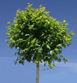 Birke �MAGICAL GLOBE� auf Stamm 100 cm, Cont. 5 l