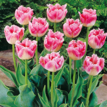 Tulpe �QUEENSLAND�, Cont. 0,5 l