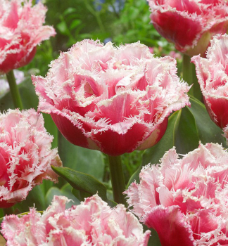 Tulpe QUEENSLAND Packungsinhalt 5 St.