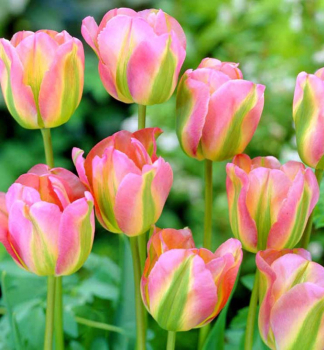 Tulpe �GROENLAND� Packungsinhalt 5 St.