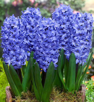 Hyazinthe DELFT'S BLUE Packungsinhalt 5 St.