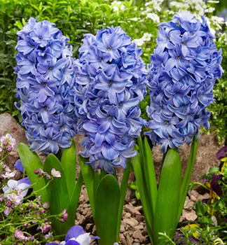 Hyazinthe �DELFT'S BLUE�, Cont. 0,3 l