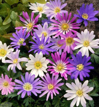 Anemone (BLANDA) Mischung, Packungsinhalt 10 St