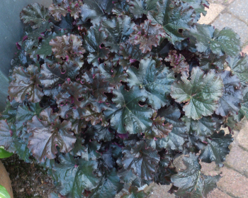 Obrzok (9)
