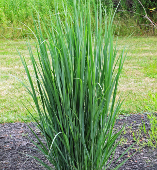 Rutenhirse NORTHWIND Cont. 0,5 l