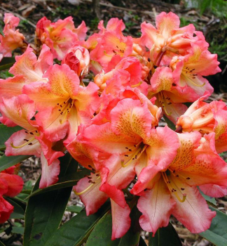 Rhododendron SUNFIRE 15-20 cm, Cont. 1,3 l