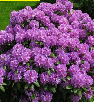 Rhododendron �ALFRED� 30-40 cm, Cont. 4 l