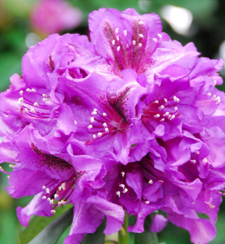 Rhododendron ANATEVKA, Pfropfen, 30-40 cm, Cont. 4 l