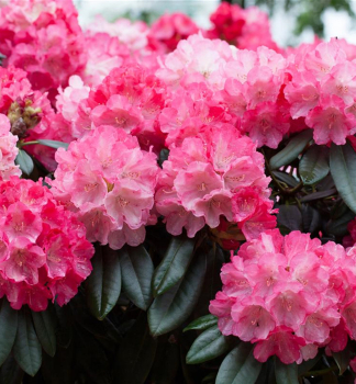 Rhododendron FANTASTICA 20-30 cm, Cont. 4 l