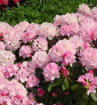 Rhododendron SILBERWOLKE 20-30 cm, Cont. 4 l