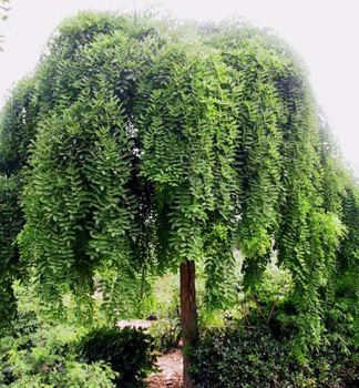 Japanischer Schnurbaum PENDULA auf Stamm 150 cm, Cont. 20 l