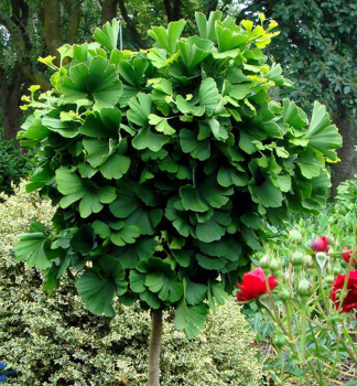Ginkgobaum 'MARIKEN' auf Stamm120 cm, Cont. 10 l