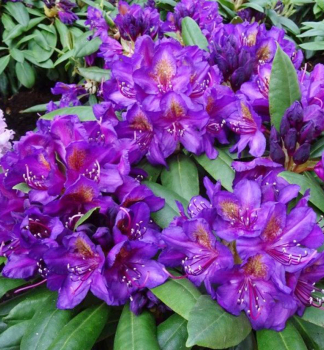 Rhododendron MARCEL MENARD  30-40 cm, Cont. 5 l