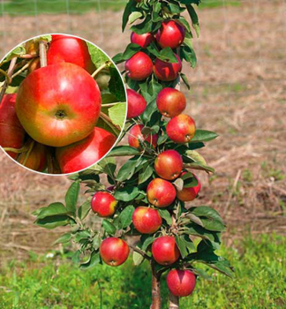 Sulenapfel VESNA Unterlage M7, wurzelnackt