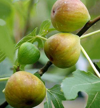 Feige �DOTTATO� 40-50 cm, Cont. 2 l