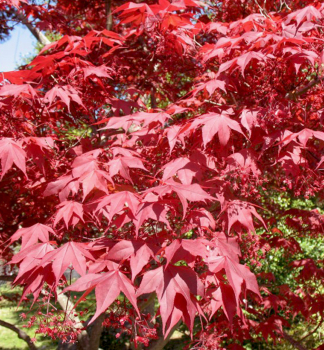 Fcherahorn ATROPURPUREUM 70-80 cm, kont. 10 l