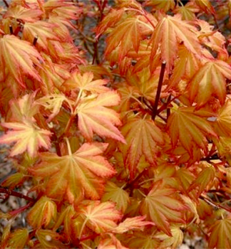 Fcherahorn 'ORANGE DREAM' auf Stamm 120 cm, Cont. 12 l