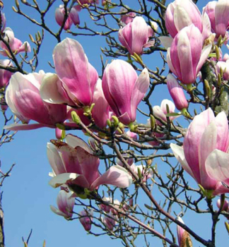 Tulpenmagnolie 50-60 cm, Cont. 4 l