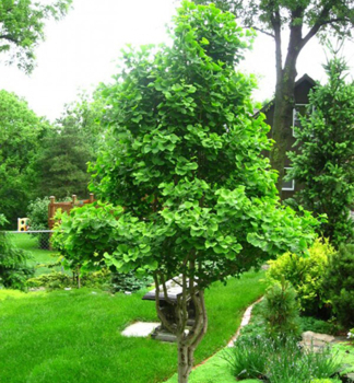 Ginkgobaum 200-220 cm, Cont. 15 l