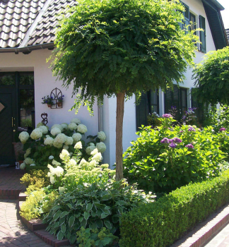 Robinie 'UMBRACULIFERA' auf Stamm 180 cm, Cont. 27 l