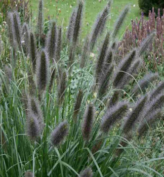 Lampenputzergras �BLACK BEAUTY�, Cont. 2 l