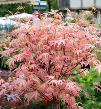 F�cherahorn �TAYLOR�� auf Stamm 60 cm, kont. 5 l