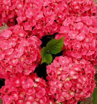 Bauern-Hortensie LEUCHTFEUER 15-20 cm, Cont. 2,5 l