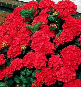 Bauern-Hortensie �ROYAL RED�, Cont. 4 l