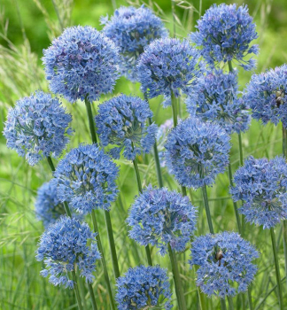 Zierknoblauch CAERULEUM Packungsinhalt 10 St.