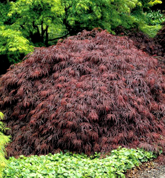 F�cherahorn �GARNET� 50-60 cm, Cont. 3 l
