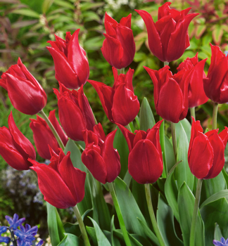 Tulpe �PRETTY WOMAN�, Packungsinhalt 5 St.
