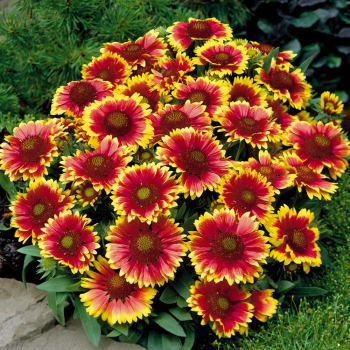 Kokardenblume �KOBOLD� Cont. 1 l
