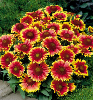 Kokardenblume �KOBOLD� Cont. 1 l