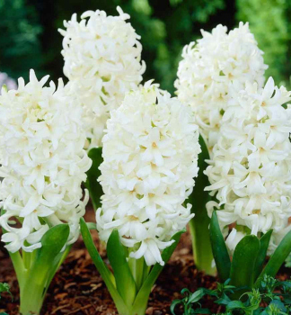 Hyazinthe WHITE PEARL Packungsinhalt 5 St.