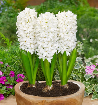 Hyazinthe �WHITE PEARL�, Cont. 0,3 l