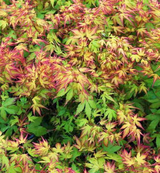 Fcherahorn 'KATSURA' 50-60 cm, Cont. 3 l