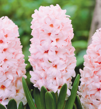 Hyazinthe �CHINA PINK�, Packungsinhalt 5 St.